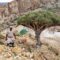 <strong><em><u>Socotra Island – Yemen</u></em></strong>